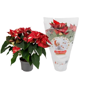 Euphorbia Glitter rood/wit jolly Xmas hoes