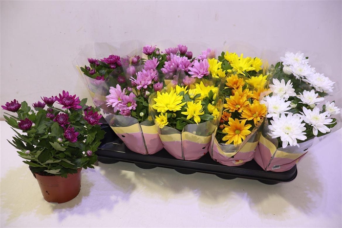 <h4>arr8 Chrys Gem 7 Kl</h4>