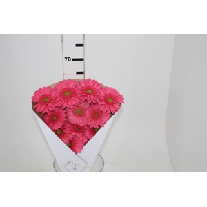 GERBERA ESMARA < 050 CM > 10 CM DIAM