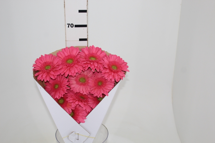 GERBERA ESMARA < 050 CM > 10 CM DIAM