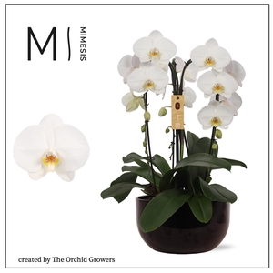 Mimesis Phal. Arrangement Crown White - 3 spike 26cm in Saskia Black ceramic