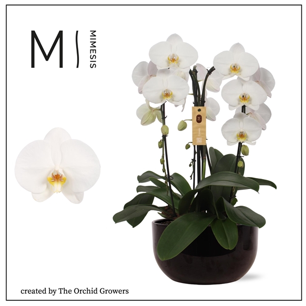 <h4>Mimesis Phal. Arrangement Crown White - 3 spike 26cm in Saskia Black ceramic</h4>