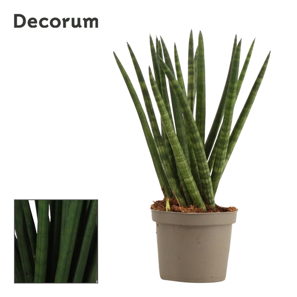 <h4>Sansevieria Cylindrica 9 cm Spaghetti (Decorum)</h4>
