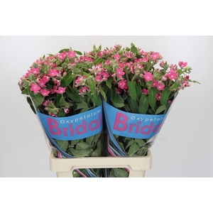 Oxypetalum Bridal Diana