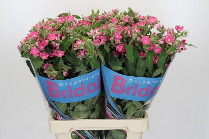 Oxypetalum Bridal Diana