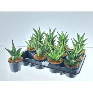 SANSEV CYLINDRICA OV