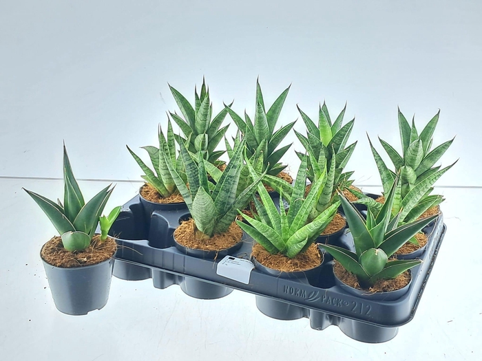 <h4>SANSEV CYLINDRICA OV</h4>