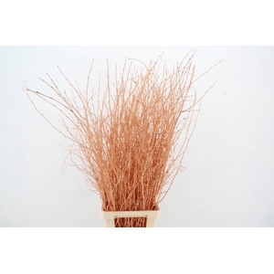 Betula Bs Apricot FST