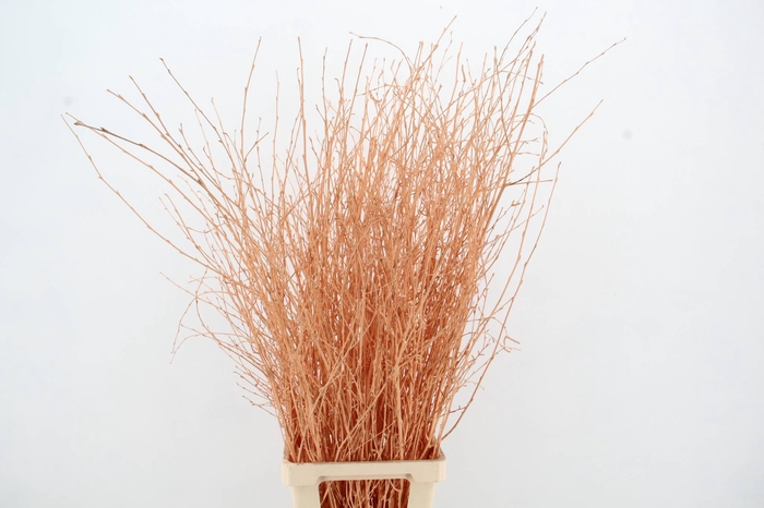 <h4>Betula Bs Apricot FST</h4>