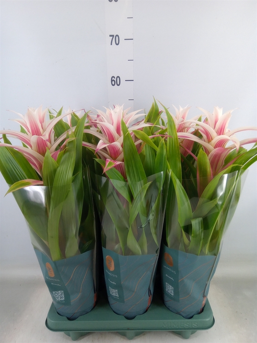 <h4>Guzmania  'Linea Pink'</h4>