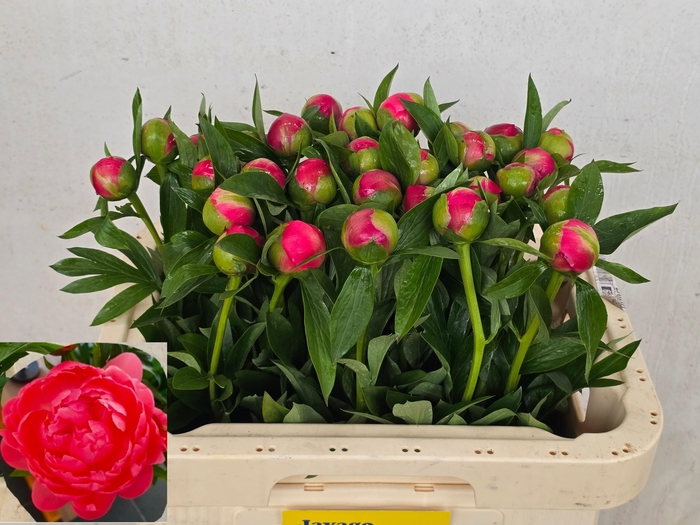 <h4>PAEO  CORAL CHARM</h4>