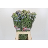 Oxypetalum Tweedia Blue
