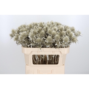 Eryn Supernova Kl Bh Platina