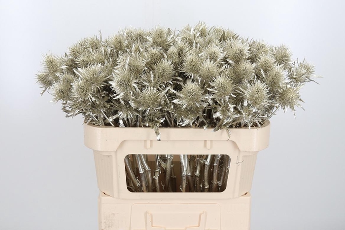 <h4>Eryn Supernova Kl Bh Platina</h4>