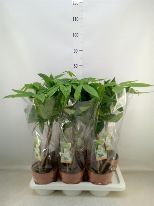 <h4>Pachira aquatica</h4>