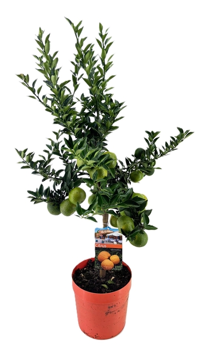 <h4>Citrus chinotto</h4>