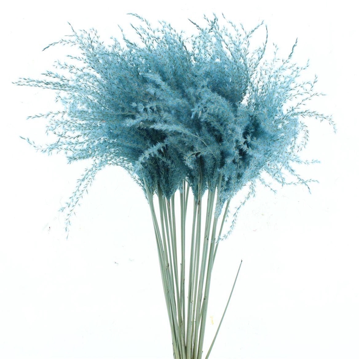 <h4>Dried Stipa Feather Light Blue</h4>
