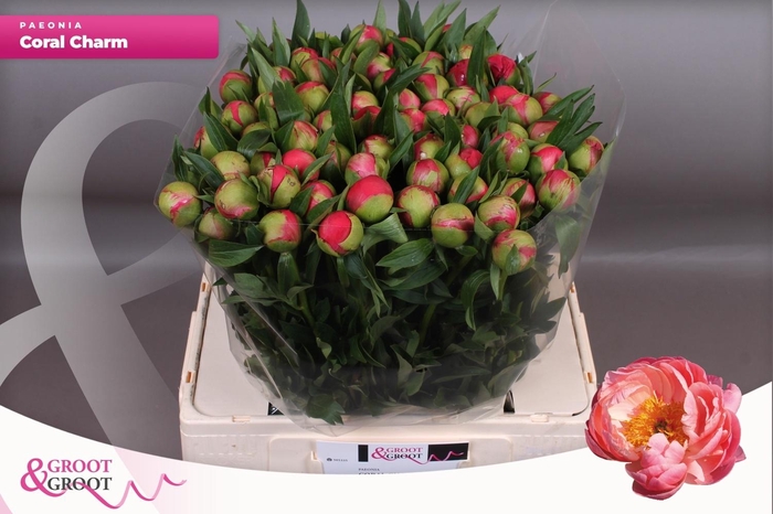 <h4>PAEO  CORAL CHARM</h4>