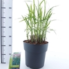 Miscanthus sinensis Malepartus