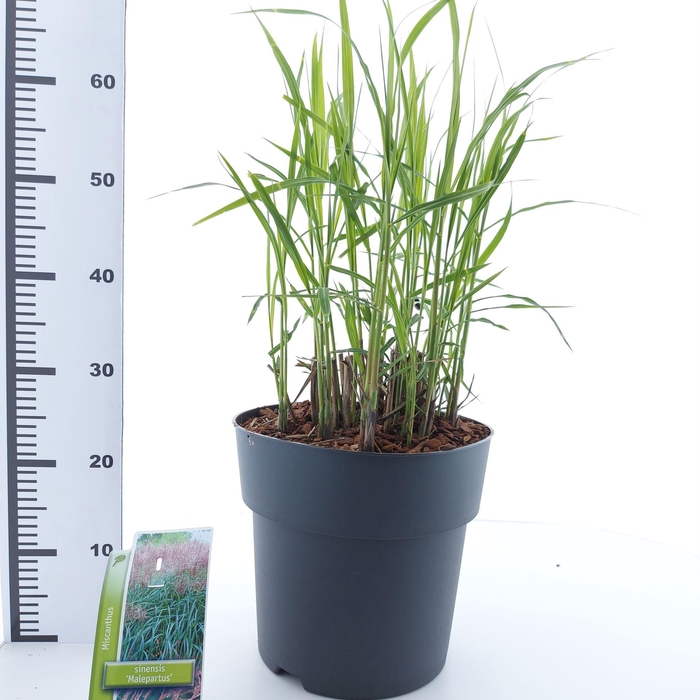 <h4>Miscanthus sinensis Malepartus</h4>