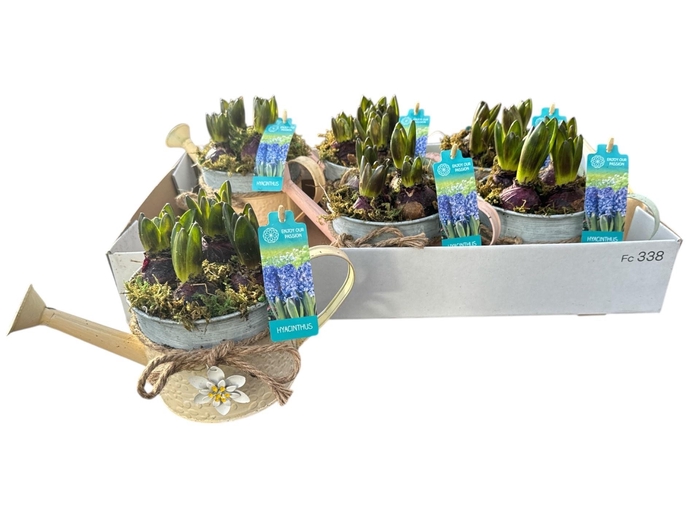 <h4>ARR HYACINTH</h4>