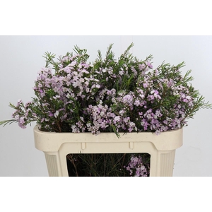 Chamelaucium Dancing Queen