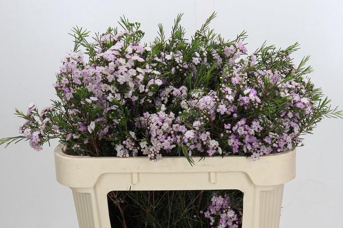 <h4>Chamelaucium Dancing Queen</h4>