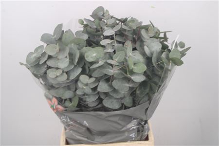 <h4>Euc Cinerea Per Bunch 150 Gram E X T R A</h4>