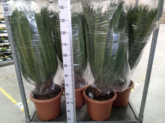 <h4>Cycas revoluta</h4>