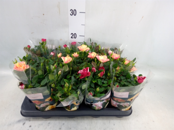 <h4>Rosa  'Party Mini'   ...mix</h4>