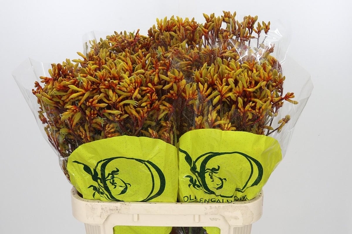<h4>Anigozanthos Orange Velvet</h4>