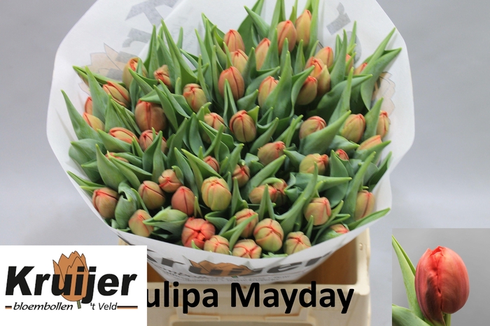 <h4>TU DU MAYDAY</h4>