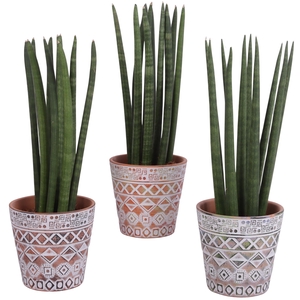 Sansevieria Cylindrica Straight 10 Leaf Ø14cm Ceramic Pot Maya
