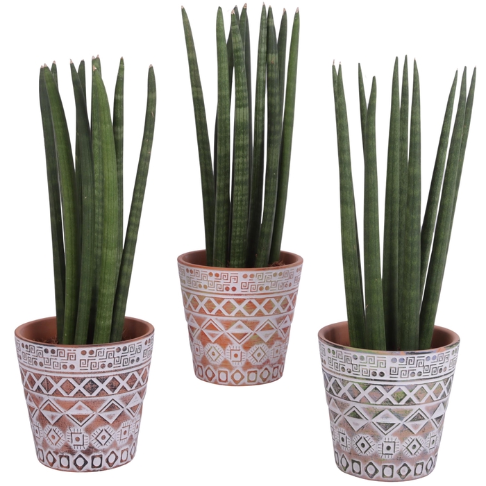 <h4>Sansevieria Cylindrica Straight 10 Leaf Ø14cm Ceramic Pot Maya</h4>