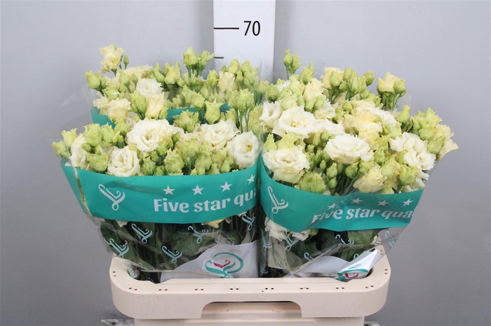 <h4>Eus G Alissa Yellow</h4>