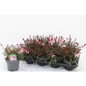 Gaura lindheimeri overig