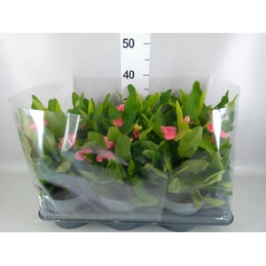 Euphorbia milii   ...