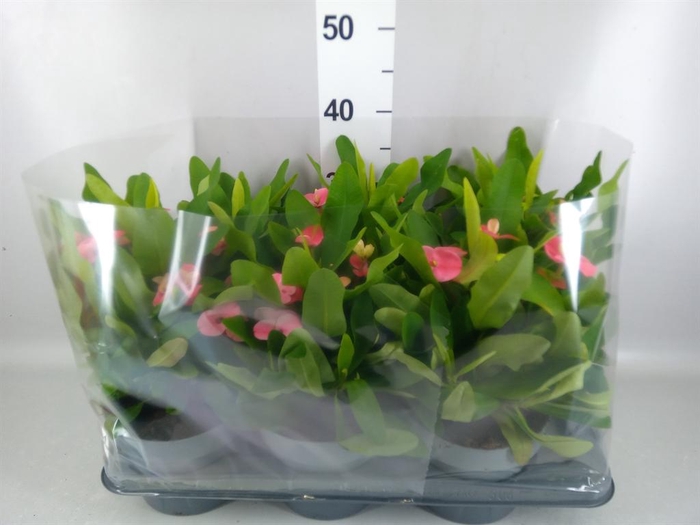 <h4>Euphorbia milii   ...</h4>