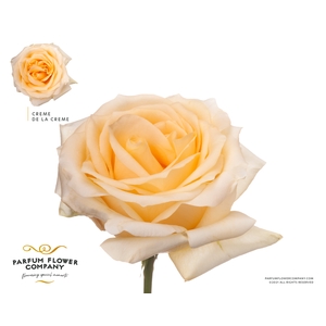 Rosa Premium Creme de La Creme