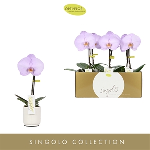 Singolo Aquarello Lilac in Lazio White