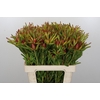 Leucadendron Ayoba Cherry Pearl