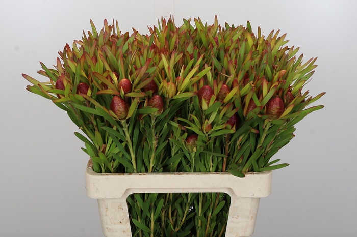 <h4>Leucadendron Ayoba Cherry Pearl</h4>