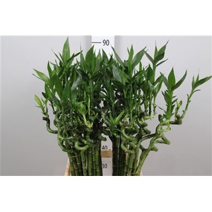 Drac Lucky Bamboo 90cm