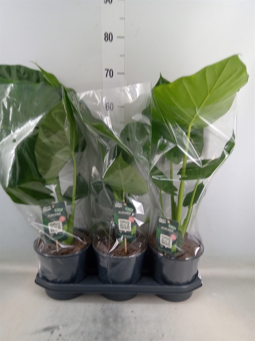 <h4>Alocasia macrorrhiza</h4>