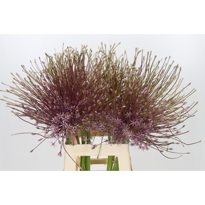 Allium Schubertii