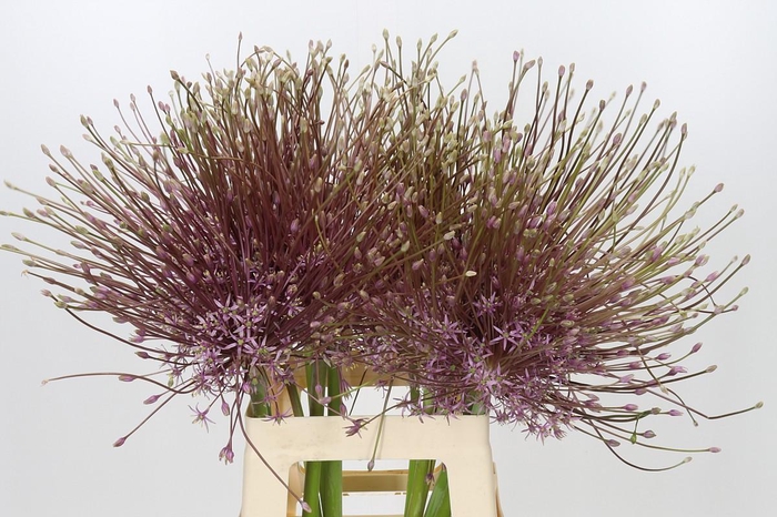 <h4>Allium Schubertii</h4>