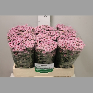 Chr S Calimero Pink