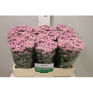 Chr S Calimero Pink