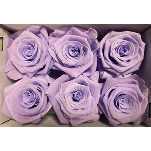 Ro Pres Classic Mauve