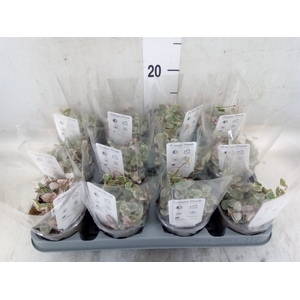 Ceropegia woodii 'Variegata'